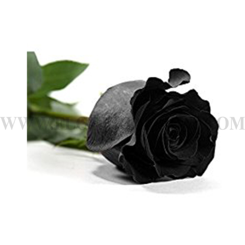 Rosa negra - Florería Chile